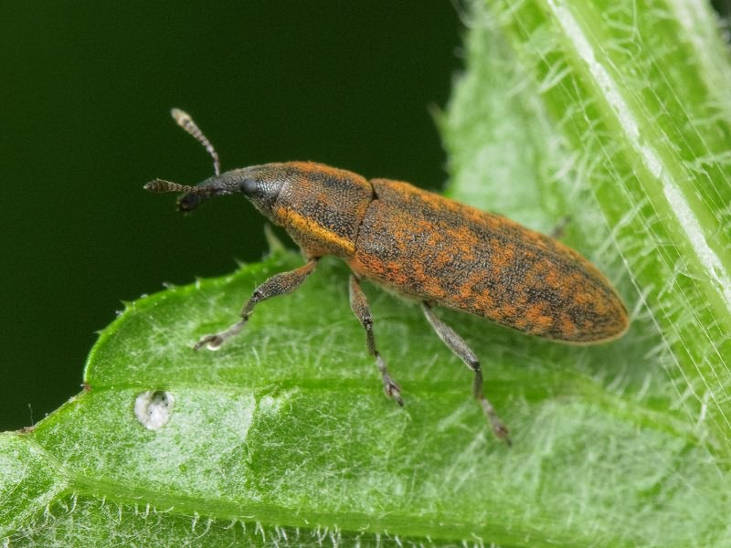 Lixus filiformis (Fabricius, 1781)